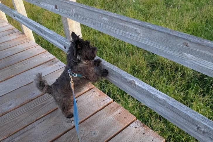 Un Cairn Terrier sur un pont en bois et qui est tenu en laisse