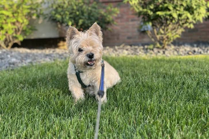 Un Cairn Terrier sur une surface gazonnée et qui est tenu en laisse 