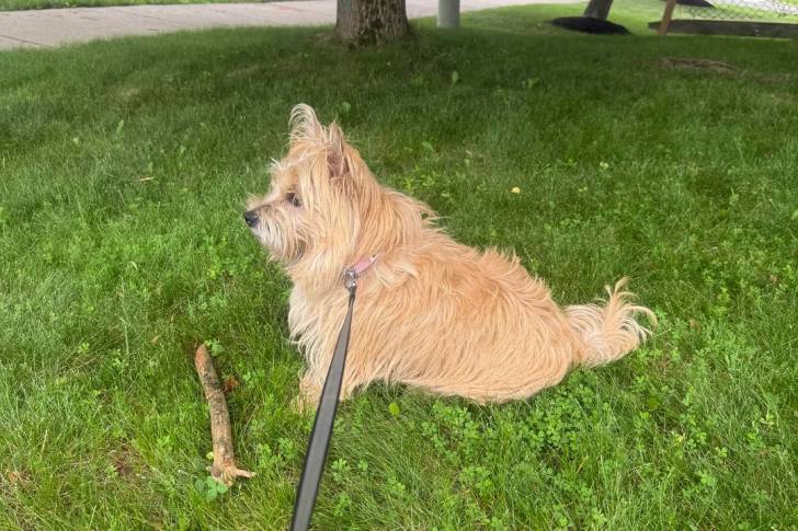 Un Cairn Terrier assis sur un terrain herbeux et qui est tenu en laisse 