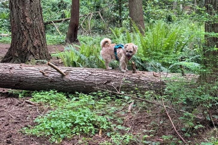 Un Cairn Terrier sur un tronc d'arbre et portant un harnais 