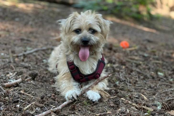 Un Cairn Terrier ayant la langue pendante et portant un harnais 