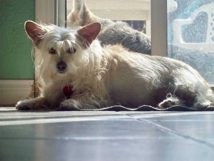 Coco - Cairn Terrier (7 ans)