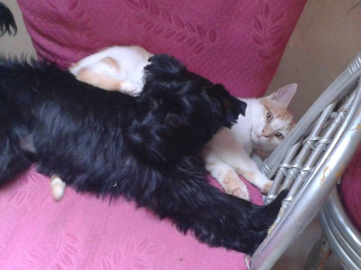 princess et felix - Cairn Terrier (7 mois)