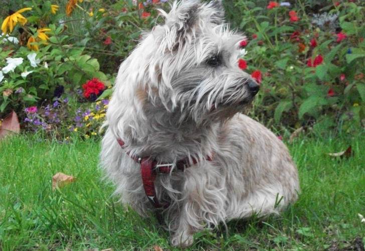 Viona - Cairn Terrier (8 ans)