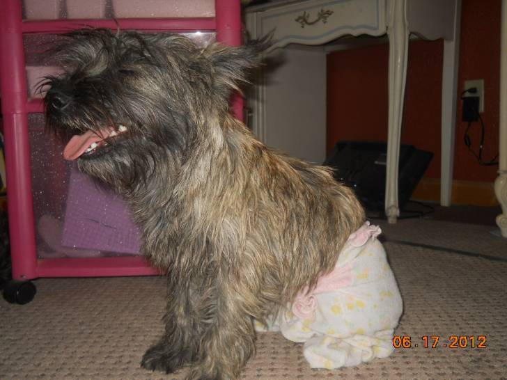 deja modeling - Cairn Terrier (11 mois)