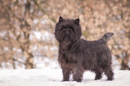 Un Cairn Terrier noir dans la neige