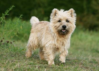 Un petit chien debout dans l'herbe