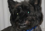 pickle - Cairn Terrier