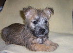 einalem8 - Cairn Terrier Femelle (4 ans)