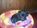 Wini de chiquita - Cairn Terrier Femelle (1 mois)