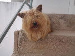 Lassie - Cairn Terrier Femelle (5 ans)
