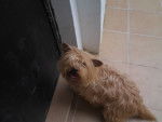Lassie - Cairn Terrier Femelle (5 ans)