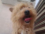 Lassie - Cairn Terrier Femelle (5 ans)