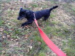 Winyta te amo - Cairn Terrier Femelle (11 mois)