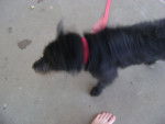 Winy,sacudiendose despues de su baño - Cairn Terrier Femelle (1 an)