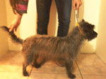 Duda - Cairn Terrier Femelle (2 ans)