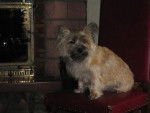 Pikou, cairn terrier - Cairn Terrier