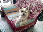 cairn terrier via-maria - Cairn Terrier