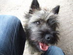 CAIRN TERRIER DEIKO - Cairn Terrier