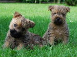 Chiots Cairn terriers de la Tonnelle aux Orchidées - Cairn Terrier