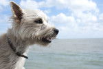 Photo Cairn Terrier