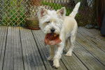 Photo Cairn Terrier