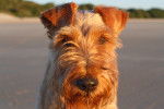 Photo Cairn Terrier
