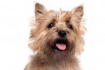 Photo Cairn Terrier