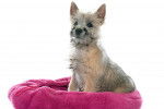 Photo Cairn Terrier