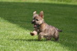 Photo Cairn Terrier