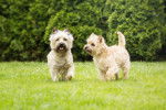 Photo Cairn Terrier