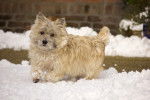 Photo Cairn Terrier