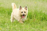 Photo Cairn Terrier