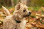Photo Cairn Terrier