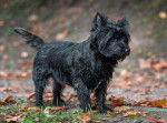 Un Cairn Terrier noir au milieu des feuilles mortes