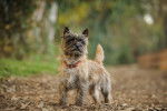 Photo Cairn Terrier