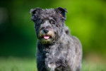 Photo Cairn Terrier