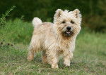 Photo Cairn Terrier