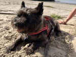 Un Cairn Terrier allongé sur une surface sableuse et qui est tenu en laisse 