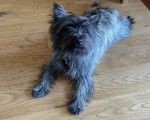 Un Cairn Terrier allongé sur un plancher et portant un collier autour du cou