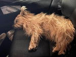 Un Cairn Terrier allongé sur le siège d'une voiture