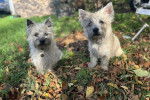 Deux Cairn Terriers assis sur un terrain herbeux portant chacun un collier autour du cou