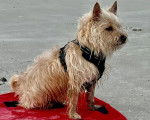 Un Cairn Terrier assis sur un tapis et portant un harnais 