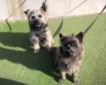 Deux Cairn Terrier assis sur du gazon synthétique et qui sont tenus en laisse 