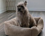 Un Cairn Terrier assis dans un panier 
