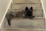 Un Cairn Terrier allongé sur une marche d'escaliers 