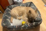 Un Cairn Terrier allongé dans un panier et semblant dormir 