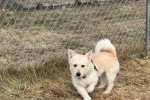 Un Cairn Terrier sur un terrain herbeux