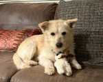 Un Cairn Terrier allongé sur un canapé