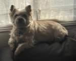 Un Cairn Terrier allongé sur un canapé et portant un collier autour du cou